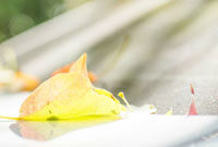 林的比赛时 林的比赛时